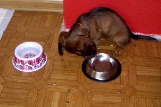 Jamnik d�ugow�osy NAILA